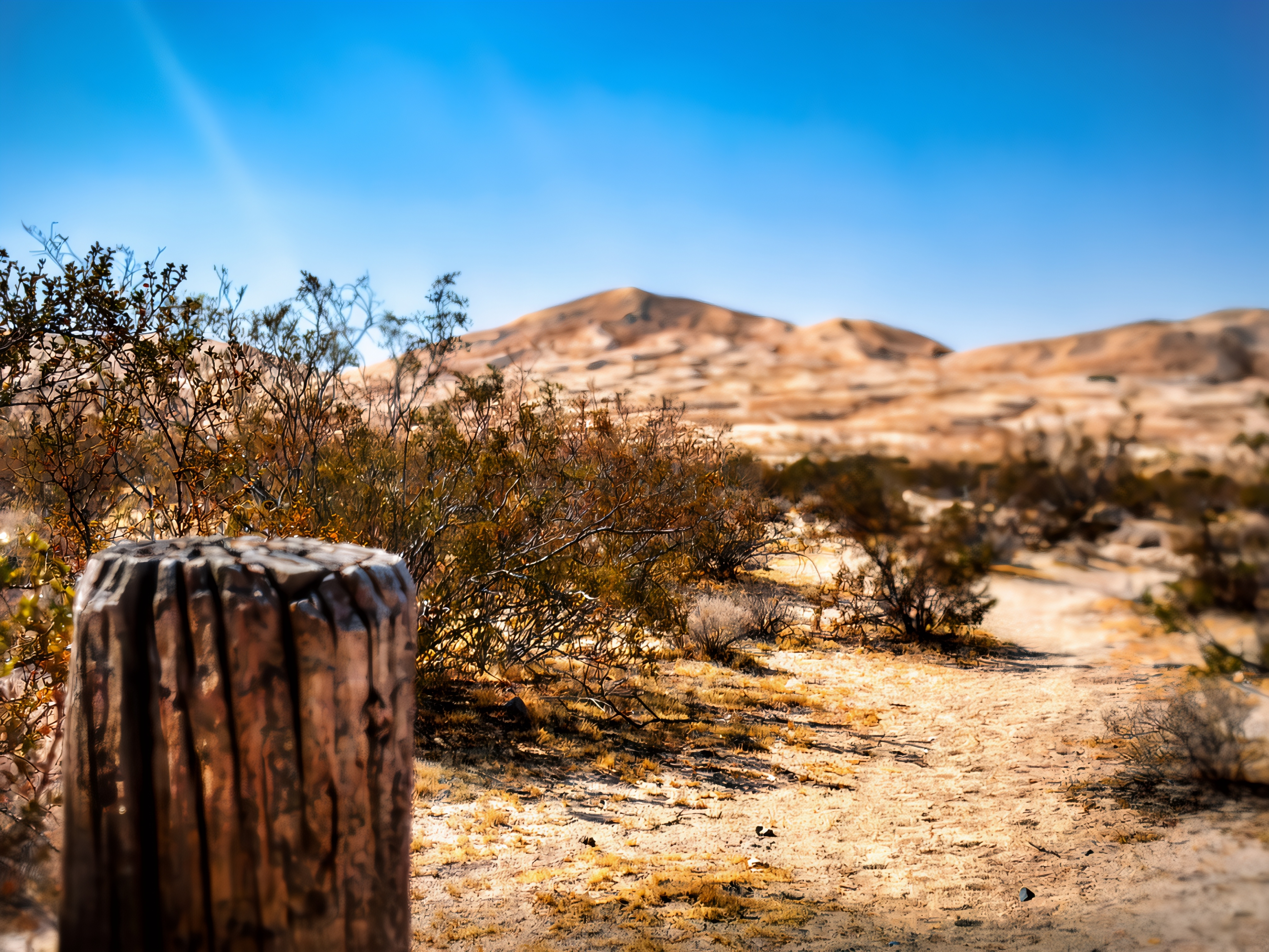 Kelso Dunes: Ancient Sands and Desert Adaptations
