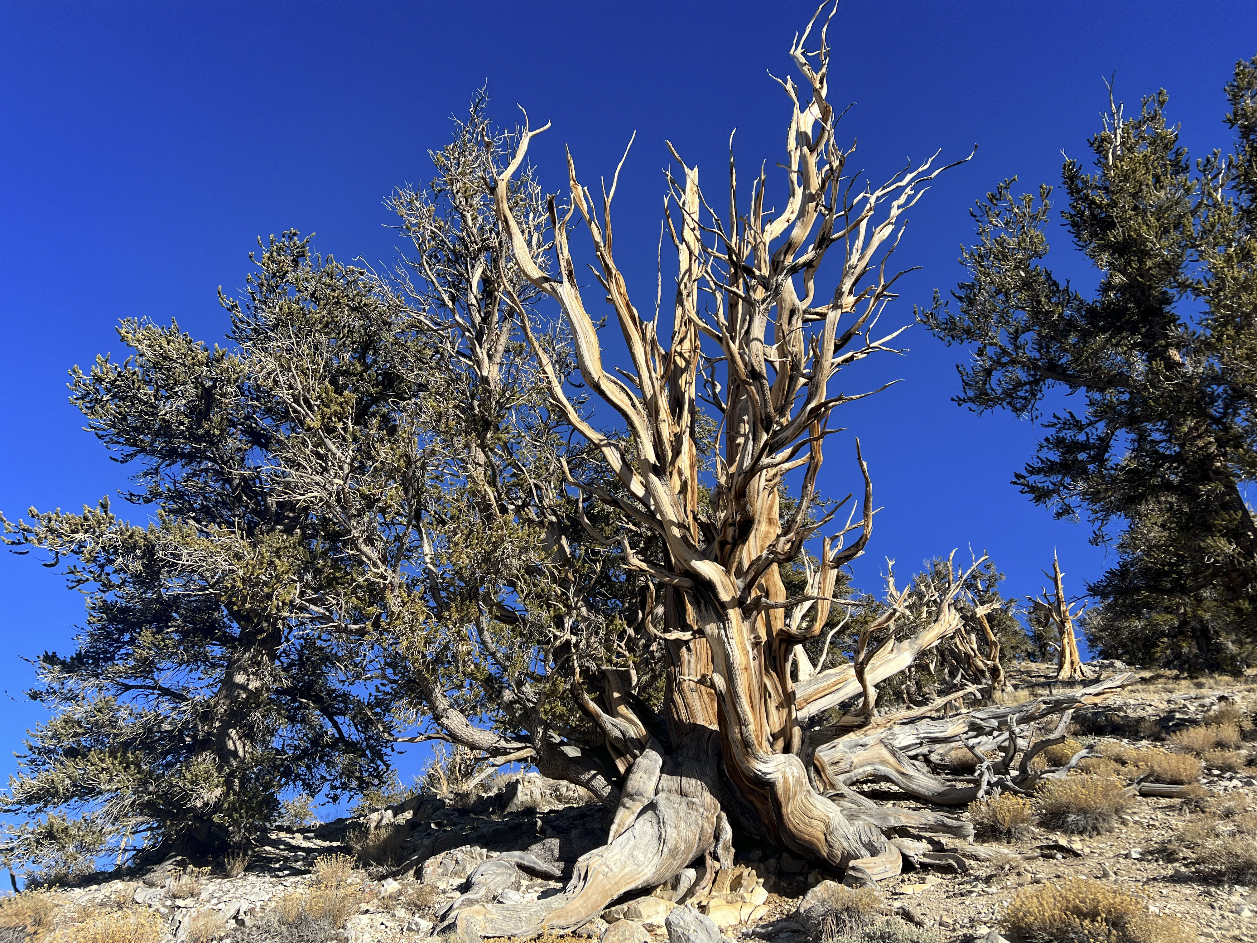 Secrets of the Ancient Bristlecone Pine Forest