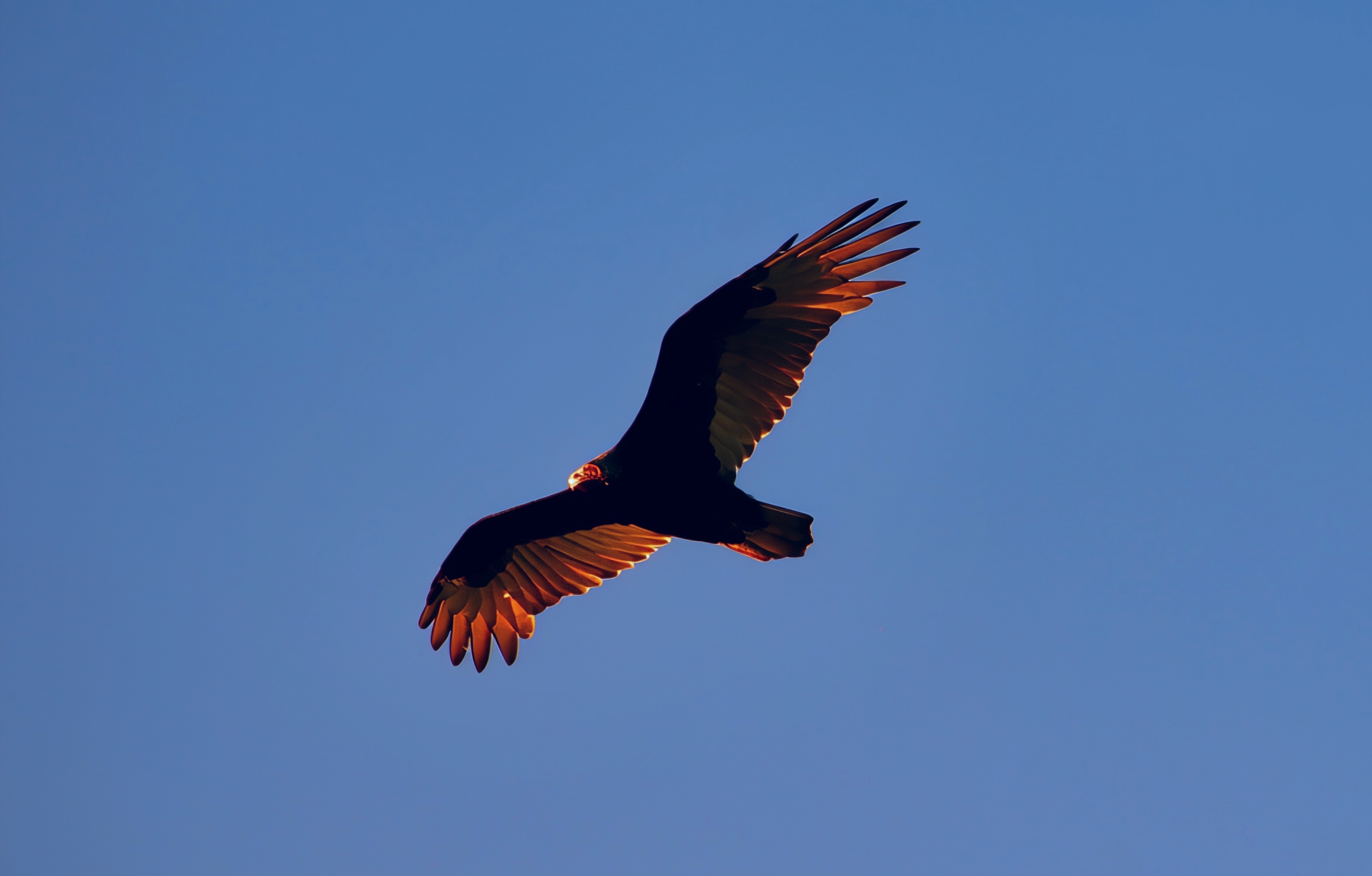 Turkey Vultures: San Diego County’s Soaring Scavengers
