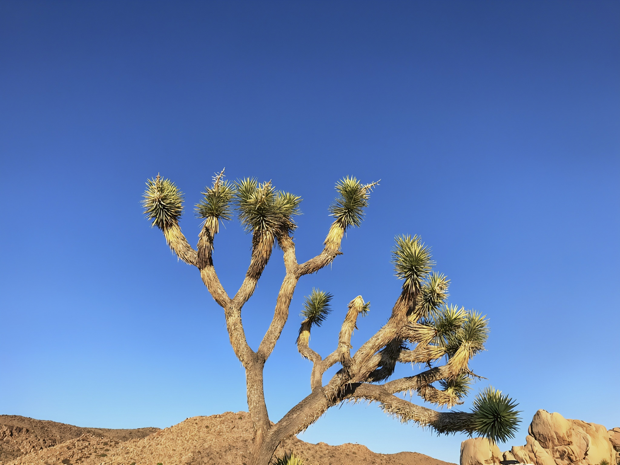 Exploring Joshua Trees: Nature, Science, and Survival in Joshua Tree National Park