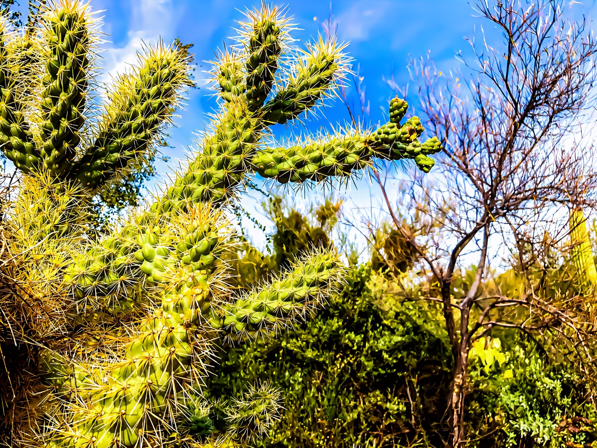Beyond the Spines: Exploring Arizona-Sonora Desert Museum’s Gardens