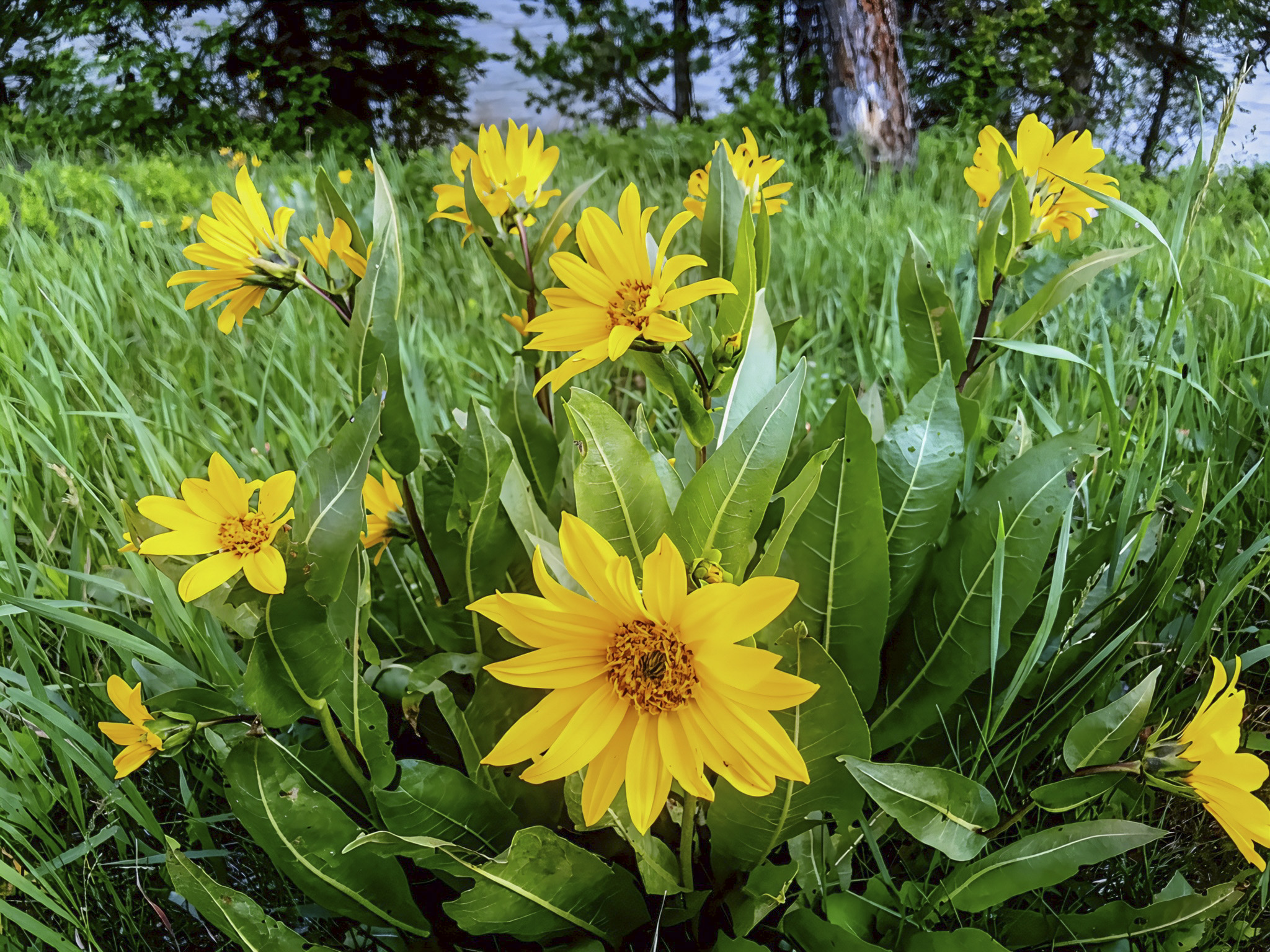 A Roadside Adventure in Wyoming: Exploring the Wildlife, Wildflowers, and Geology of Snake River Canyon | US-26/US-89