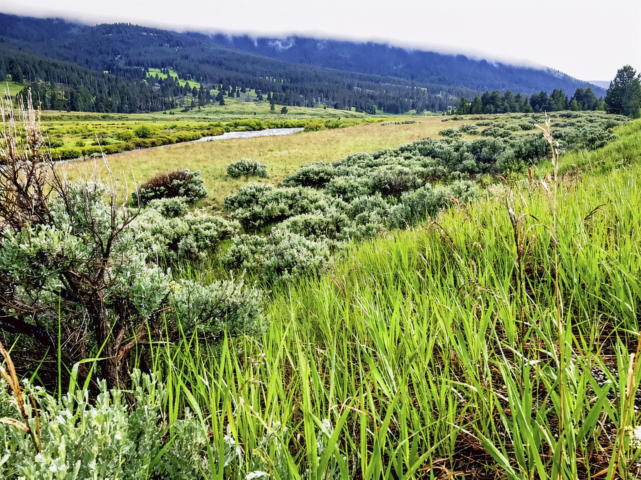 Driving US Highway 191: Exploring the Landscapes and Wildlife of Southwestern Montana