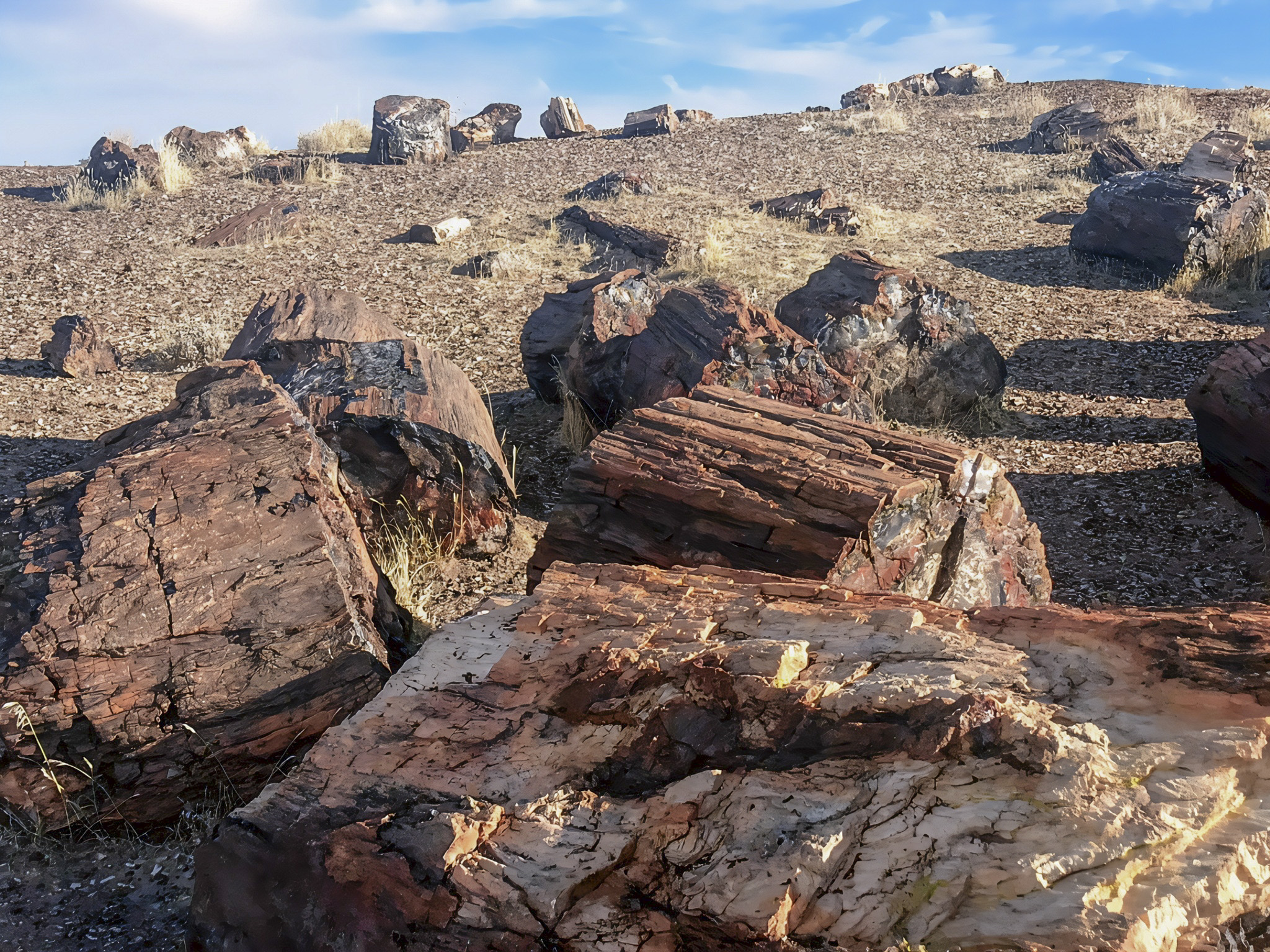 Crystal Forest: Where Ancient Trees Sparkle Like Gems | Petrified Forest National Park