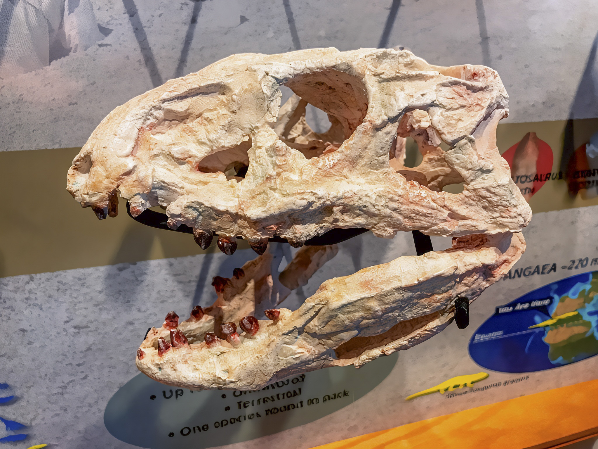 Ancient Creatures and Stone Logs: Inside Rainbow Forest Museum | Petrified Forest